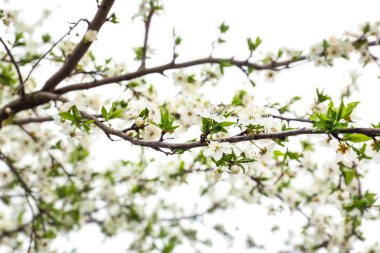 Bahar gününde güzel çiçek açan dalları