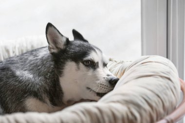 Sevimli Husky köpek evde koltukta dinleniyor