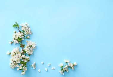 Renk arkaplanında güzel çiçek açan dallar