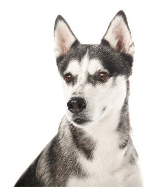 Beyaz arka plan üzerinde çok güzel husky köpek