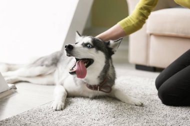 Evde sahibi ile Sevimli Husky köpek