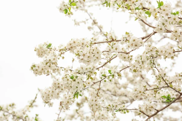 Beautiful blossoming branches on spring day — Stock Photo, Image