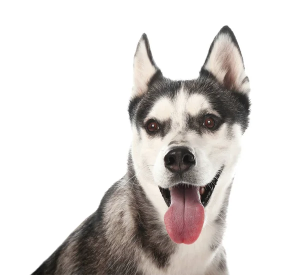 Schattig husky hond op witte achtergrond — Stockfoto