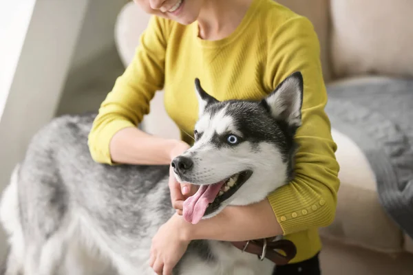 Cão Husky adorável com dono em casa — Fotografia de Stock