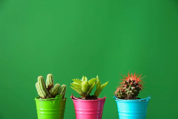 Pot dengan cacti dan sukulen pada latar belakang warna — Stok Foto