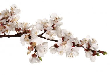 Beyaz arkaplanda çiçek açan güzel bir dal