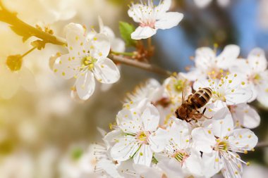 Bal arısı açık havada çiçek üzerinde oturuyor