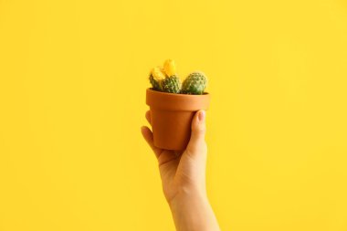 Kadın el renk arka plan üzerinde kaktüs ile pot tutma