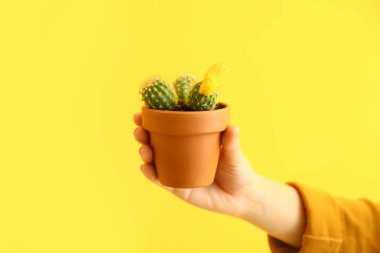 Kadın el renk arka plan üzerinde kaktüs ile pot tutma