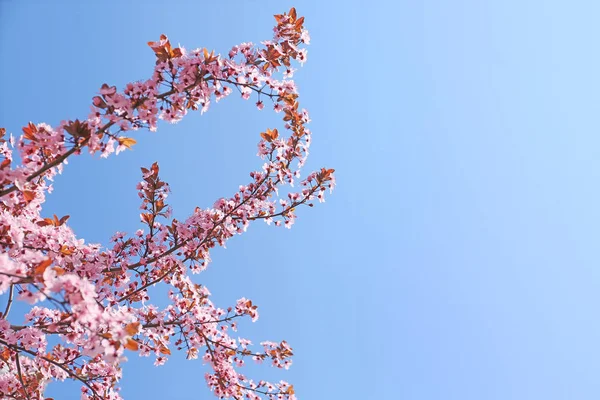 Beautiful blossoming tree branches on sky background — Stock Photo, Image