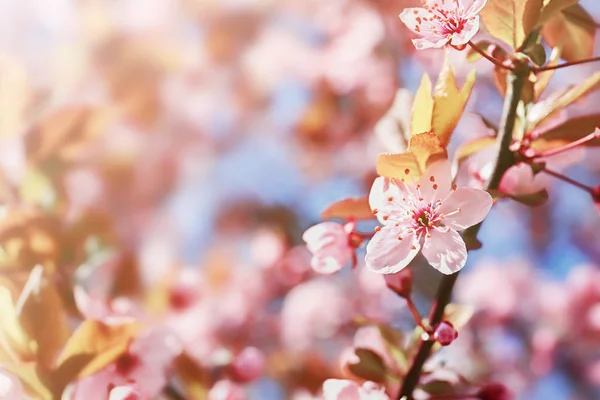 Прекрасна гілка квітучого дерева на відкритому повітрі — стокове фото