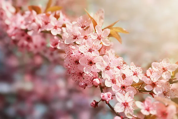 Hermosa rama de árbol en flor al aire libre —  Fotos de Stock