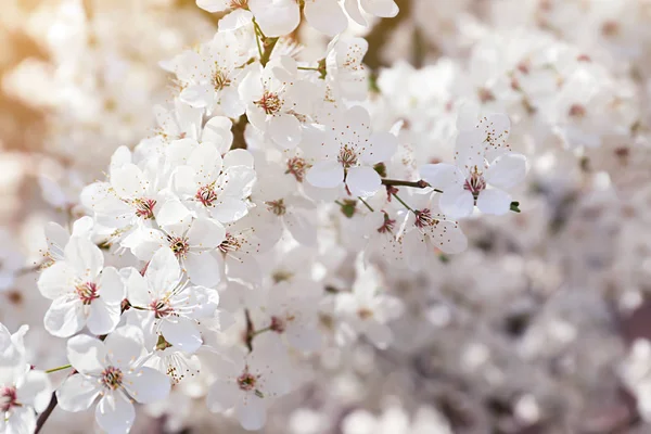 Beautiful blossoming tree branch outdoors — Stock Photo, Image