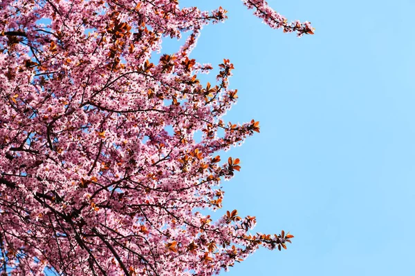 美しい開花木屋外 — ストック写真