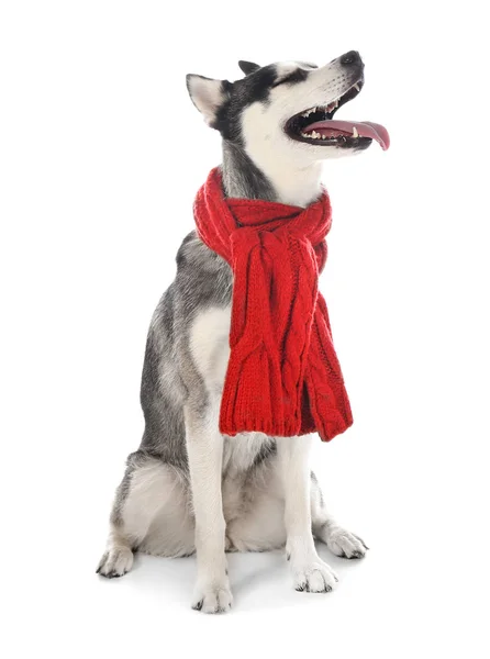 白い背景に暖かいスカーフを持つ愛らしいハスキー犬 — ストック写真