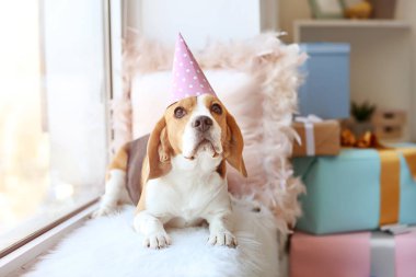 Doğum günü partisinde pencere yakınında Sevimli komik köpek