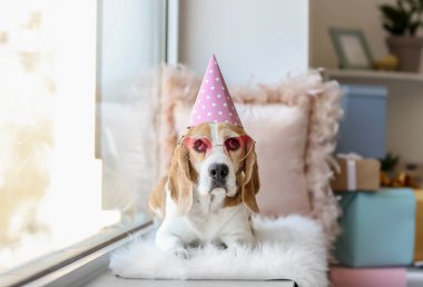 Doğum günü partisinde pencere yakınında Sevimli komik köpek