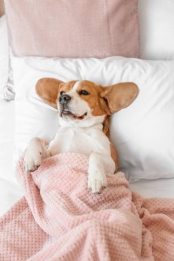 Sevimli komik köpek evde yatakta yalan