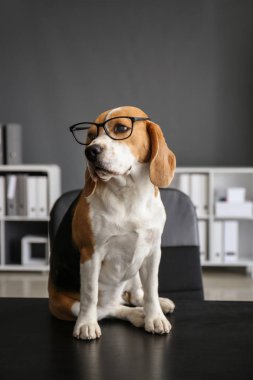Ofiste masada oturan gözlüklü sevimli komik köpek