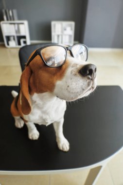 Ofiste masada oturan gözlüklü sevimli komik köpek