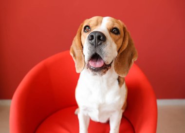 Sevimli komik köpek koltukta oturan