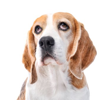 Beyaz arka planda sevimli komik bir köpek.