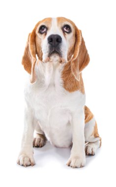 Beyaz arka planda sevimli komik bir köpek.