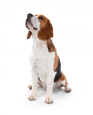 Beyaz arka planda sevimli komik bir köpek.