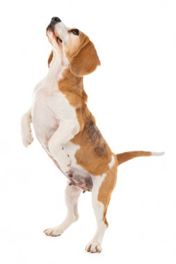 Beyaz arka planda sevimli komik bir köpek.