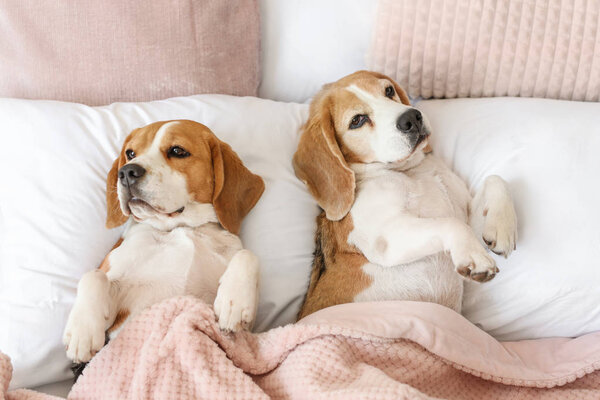 Милые смешные собаки лежат в постели дома

