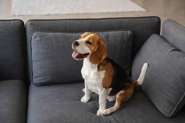 Lindo perro divertido sentado en el sofá en casa — Foto de Stock