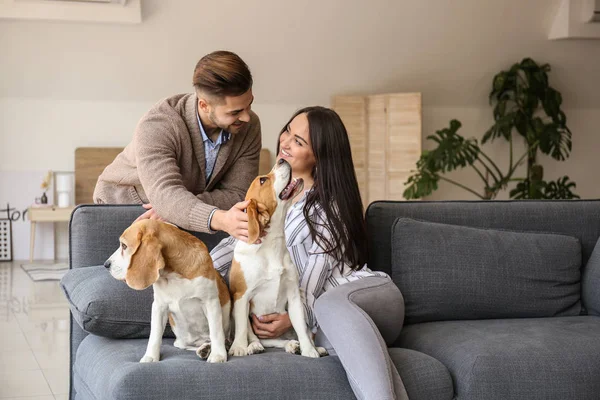 Young couple with cute dogs at home — Stock Photo, Image