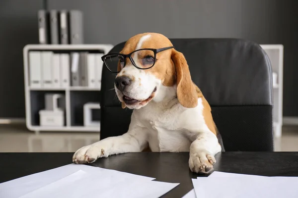 Lindo perro divertido con anteojos sentados en el lugar de trabajo en la oficina — Foto de Stock