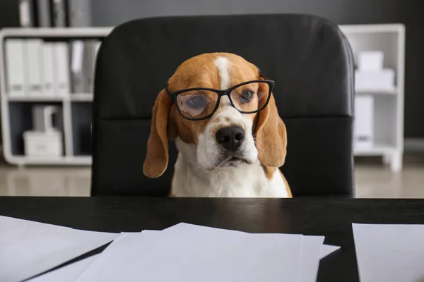 Lindo perro divertido con anteojos sentados en el lugar de trabajo en la oficina — Foto de Stock