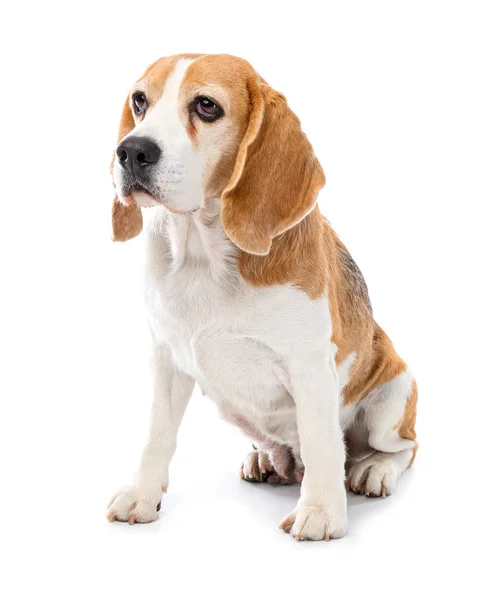 Chien drôle mignon sur fond blanc — Photo