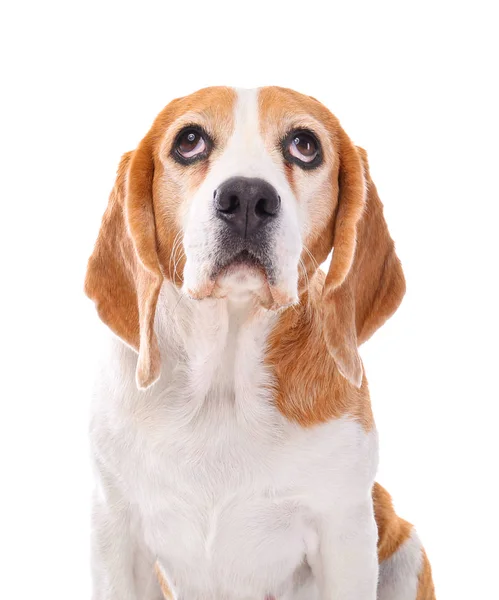 Cão engraçado bonito no fundo branco — Fotografia de Stock