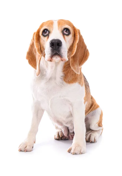 Chien drôle mignon sur fond blanc — Photo