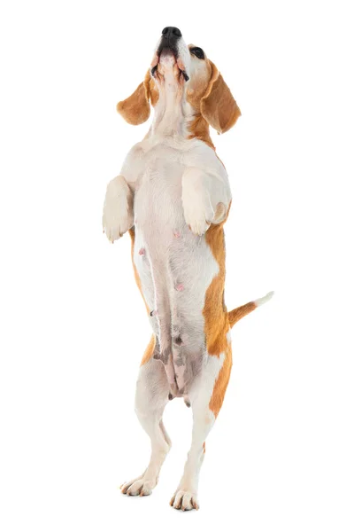 Netter lustiger Hund auf weißem Hintergrund — Stockfoto