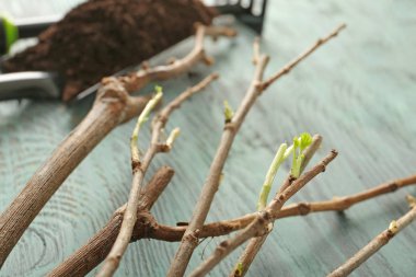 Seedlings on wooden table, closeup clipart