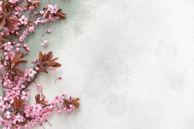 Açık arkaplanda çiçek açan güzel dallar