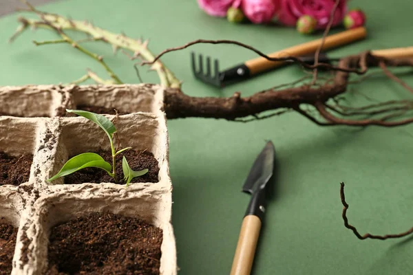 Peat pots with soil and green seedling on color background — Stock Photo, Image