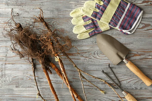 Ahşap masa üzerinde bahçe malzemeleri ile Fide