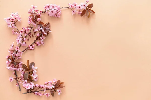 Piękne kwitnące gałęzie na tle koloru — Zdjęcie stockowe