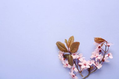 Renk arkaplanında çiçek açan güzel dallar