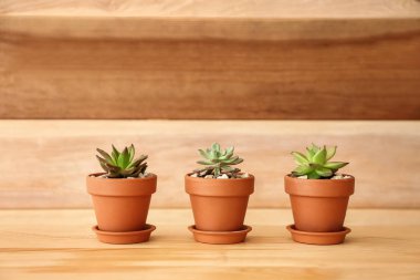 Tencere ile succulents ahşap tablo