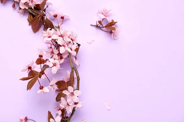 Beautiful blossoming branch on color background — Stock Photo, Image