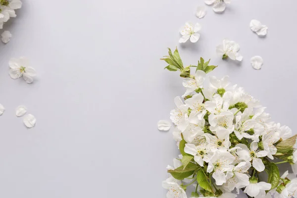 Piękna kwitnąca gałąź na białym tle — Zdjęcie stockowe