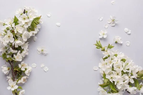 Piękne kwitnące gałęzie na białym tle — Zdjęcie stockowe