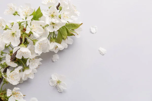 Beautiful blossoming branch on white background — Stock Photo, Image