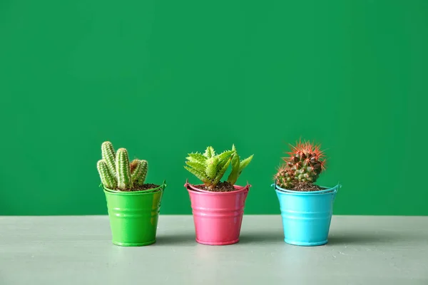 Pots with cacti and succulent on table against color background — Stock Photo, Image